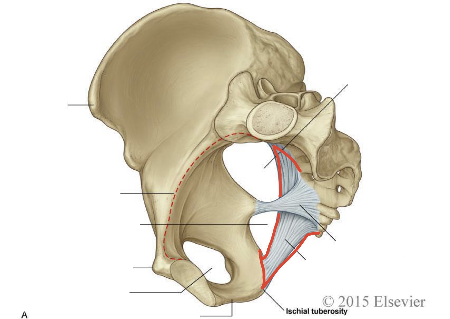 <p>It runs from the sacrum to the ischial tuberosity </p>