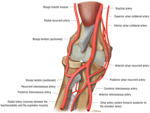 <p>*Superior and Inferior ulnar collateral arteries (from brachial) and Middle and Radial collateral arteries* (from profunda brachii). Mnemonic: "Super Inferior, Middle Radial."</p>