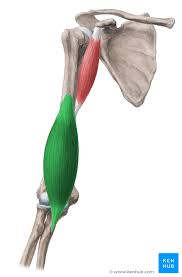 <p>What does this structure correspond with?</p>