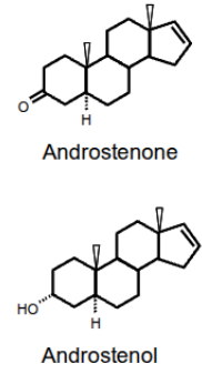 <ul><li><p>androstenol and androstenone are steroid-derived molecules produced by boars&nbsp;</p></li><li><p>produced in the submaxillary salivary glands so pheromones released into saliva&nbsp;</p></li><li><p>dispersion in air is aided by foaming which helps pheromones evaporate and travel through the air&nbsp;</p></li><li><p>females detect these pheromones and elicit sexual receptivity (lordosis)</p></li><li><p>sensed by the main olfactory system</p></li></ul><p></p>