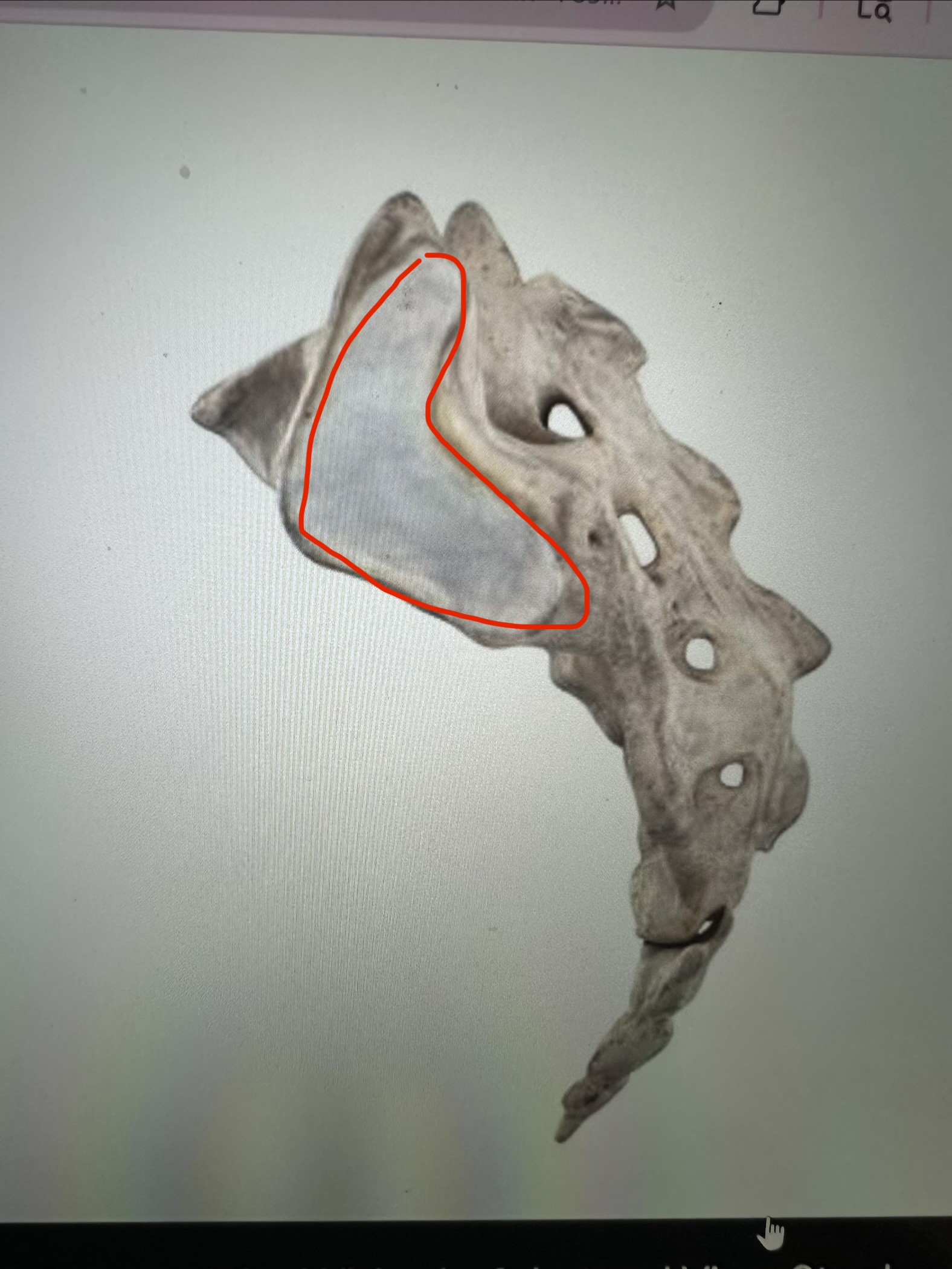 <p>sacrum, ear shaped surface on sides</p>