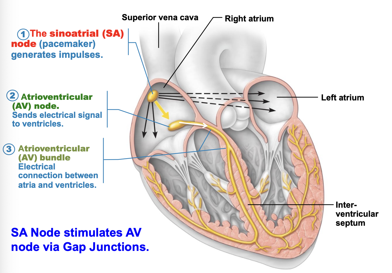 <p>sends electrical signal to ventricles</p>