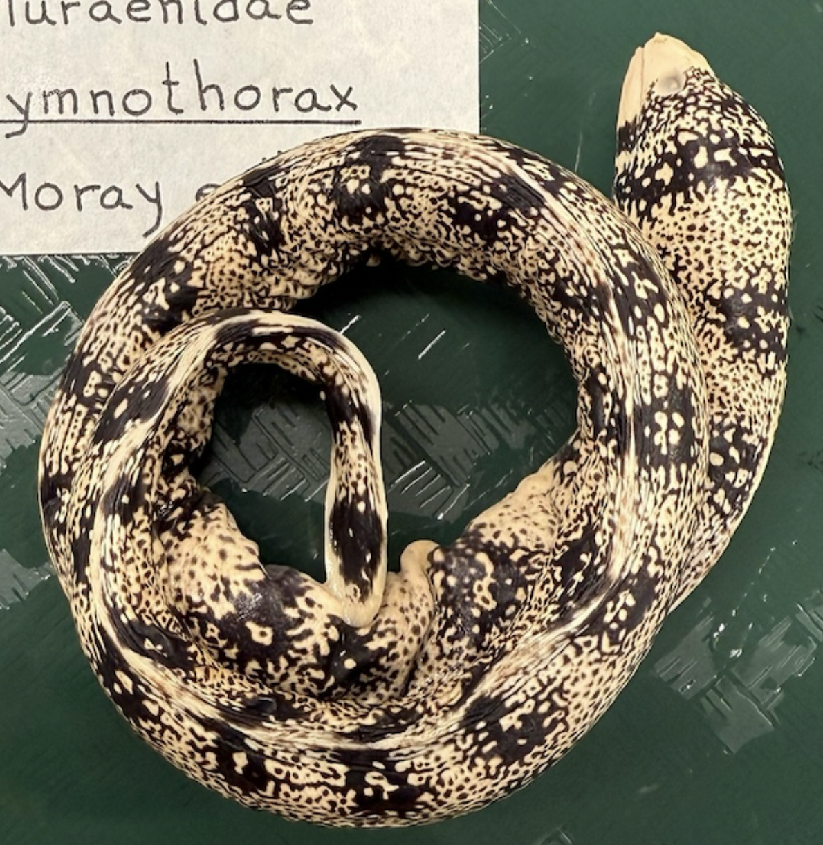 <p>Snowflake Eel <strong>Order</strong></p>