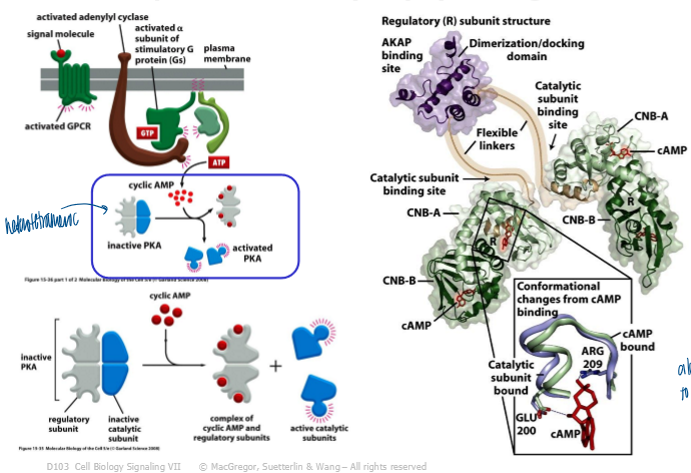 <p>via binding of cAMP </p><ul><li><p>causes a conf change in the regulatory subunits which results in release of catalytic subunits </p></li><li><p>CNB: cyclic nucleotide binding site (2 of these per regulator subunit) </p></li></ul><p></p>