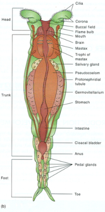 <p>Phylum Rotifera Anatomy (Foot region)</p>