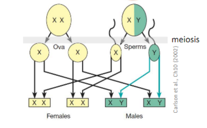 <ul><li><p>depends on the sex chromosome carried by the sperm and egg (ovum) that generates them</p></li><li><p>depends on the father sperm cells which carry X or Y sex chromosomes</p></li></ul>
