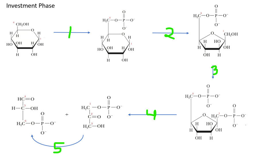<p>What step(s) are ATP (and Mg) used for</p>