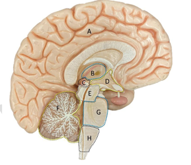 <p>Identify the structure labeled C. </p>