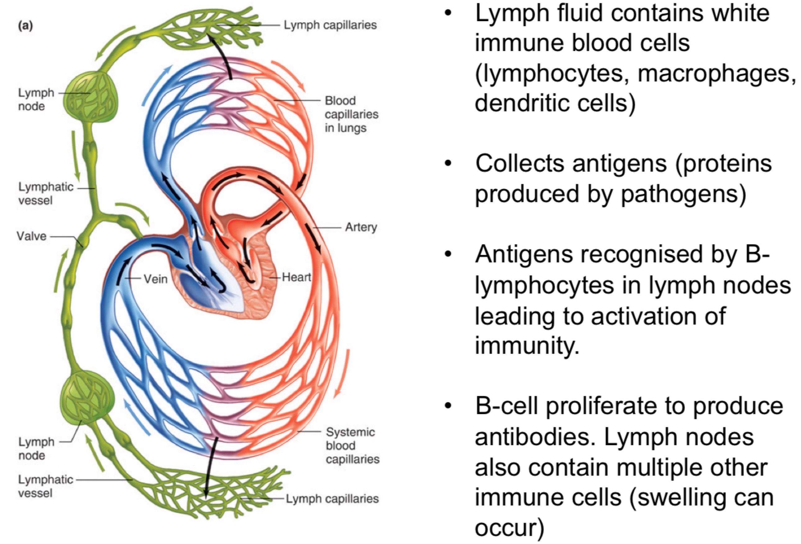 <ul><li><p>Contain valves</p></li><li><p>Contains white immune blood cells (lymphocytes, macrophages, dendritic cells)</p></li><li><p>Collects antigens (proteins produced by pathogens)</p></li><li><p>Antigens recognised by B-lymphocytes in lymph nodes leading to activation of immunity</p></li><li><p>B-cell proliferates to produce antibodies. Lymph nodes also contain multiple other immune cells (swelling can occur)</p></li></ul>