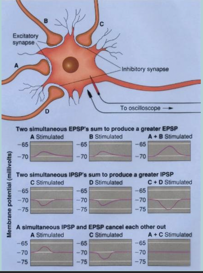 <p>Spatial (in space) summation:</p><p>If PSPs occur simultaneously they will SUMMATE&nbsp;</p><p>This can occur cause either:</p><ul><li><p>Larger EPSP</p></li><li><p>Larger IPSP</p></li><li><p>Cancel each other out&nbsp; &nbsp;</p></li></ul><p></p>
