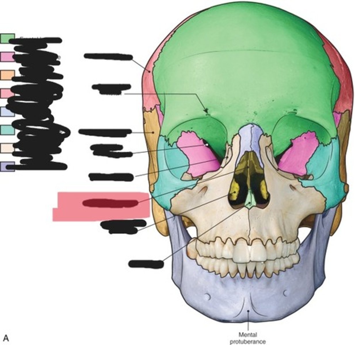 <p>Ethmoid bone</p>