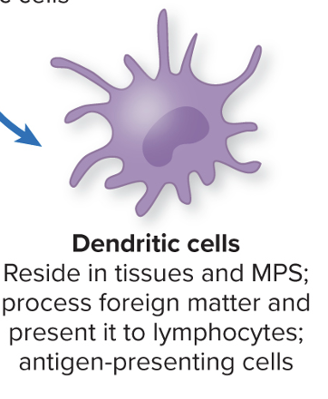 <p>Reside in tissues and MPS, process foreign material and present to lymphocytes (antigen-presenting) </p>