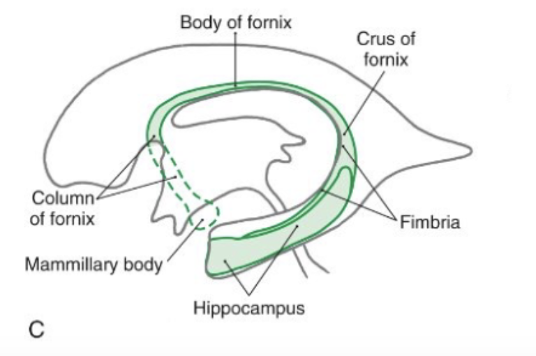 <p><span style="color: #ffffff">plays a major role in the mediation of learning and declarative memory formation</span></p><p><span style="color: #ffffff">hippocampus is divided into 3 zones:</span></p><ul><li><p><span style="color: #ffffff"><u>subiculum</u>: transition zone of cortex that is continuous with the hippocampus on one side &amp; the para-hippocampal gyrus on the other side</span></p></li><li><p><span style="color: #ffffff"><u>hippocampus proper:</u> consists of gray matter and a thin sheet of white matter (alveus) which are the axons of the cell bodies located in the subiculum and the hippocampus proper</span></p></li><li><p><span style="color: #ffffff"><u>dentate gyrus:</u> area of gray matter that lies between the fimbria &amp; the parahippocampal gyrus</span></p></li></ul><p>image: <span style="color: rgb(255, 255, 255)">sagittal view of the hippocampus in relation to the lateral ventricle</span></p><ul><li><p>C-shaped structure located deep within the medial temporal lobe </p></li><li><p>hippocampus is connected to the fornix, which is connected to the mammillary bodies of the hypothalamus </p></li></ul><p></p>