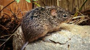 <p>Mammalia, Rodentia, Cricetidae</p><p></p>