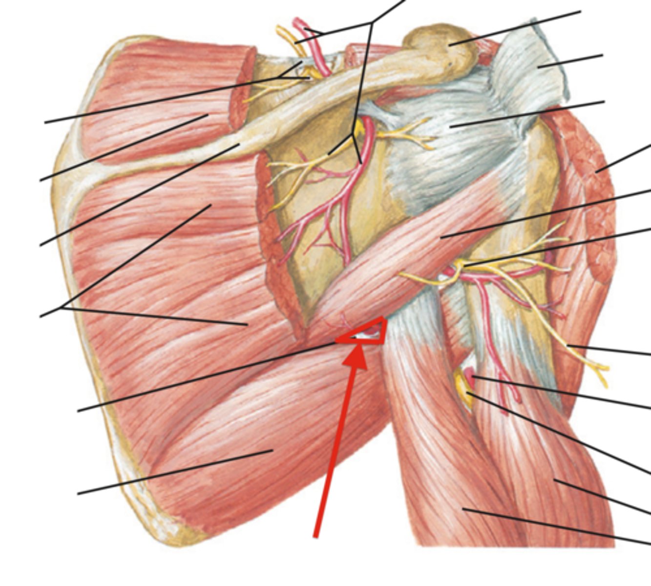 <p>Name this Space</p><p>Bounded by teres minor (medially), teres major (inferiorly) and long head of triceps brachii (laterally); contains circumflex scapular a.</p>