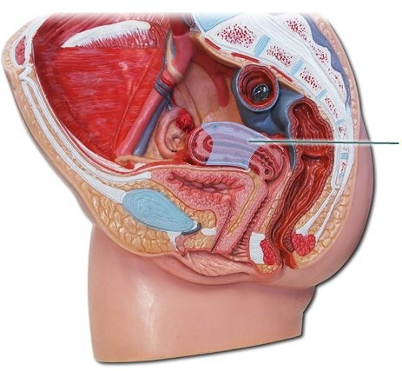 <p>Middle part of the uterus.</p>