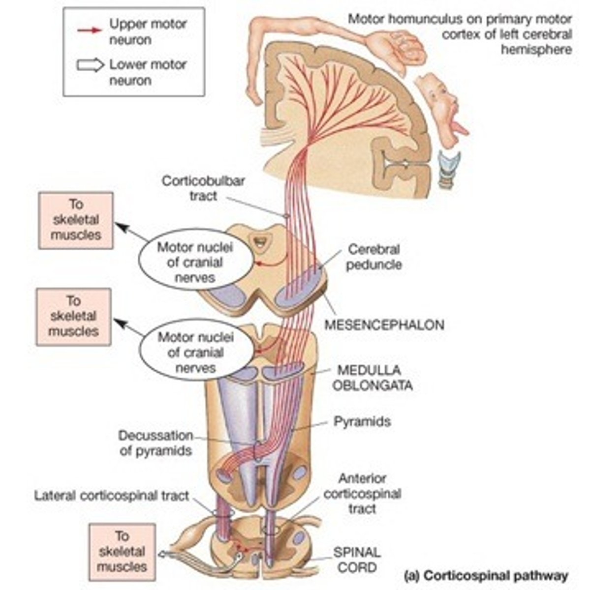 <p>- voluntary motor control</p><p>- 85% of fibres decussate in brainstem</p>