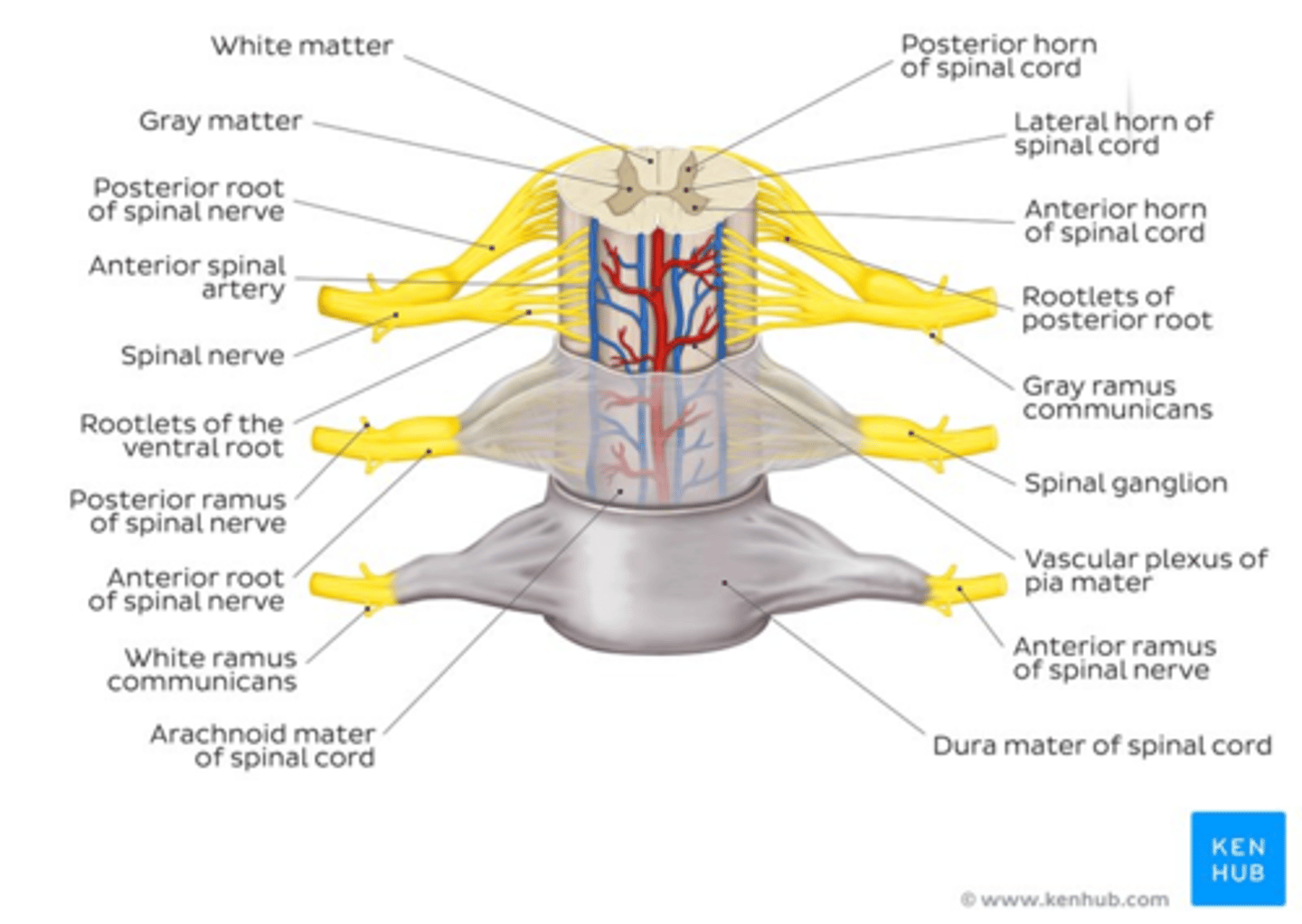 <p>a) Dorsal root: transmits sensory information "sensory root"</p><p>b) Ventral root: this is the "motor root" and it carries information towards the limbs and organs</p>