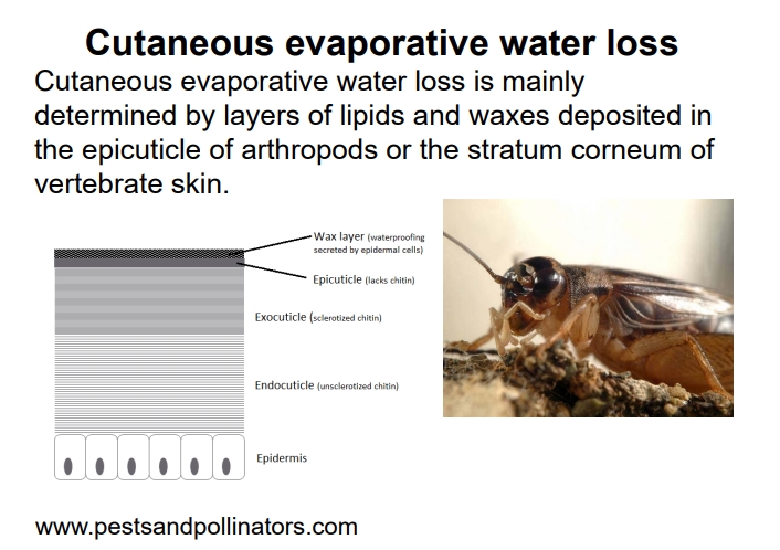 <ul><li><p><strong>Definition</strong>: Water loss through the skin, primarily influenced by external layers that act as barriers to water diffusion.</p></li><li><p><strong>Epidermis</strong>: Contains layers of lipids and waxes (e.g., cholesterol, phospholipids), which create a hydrophobic barrier.</p></li><li><p><strong>Specialized Structures</strong>: E.g., epicuticle of arthropods (a waxy, waterproof outer layer) and stratum corneum of vertebrates, both serving to reduce desiccation.</p></li></ul><p></p>