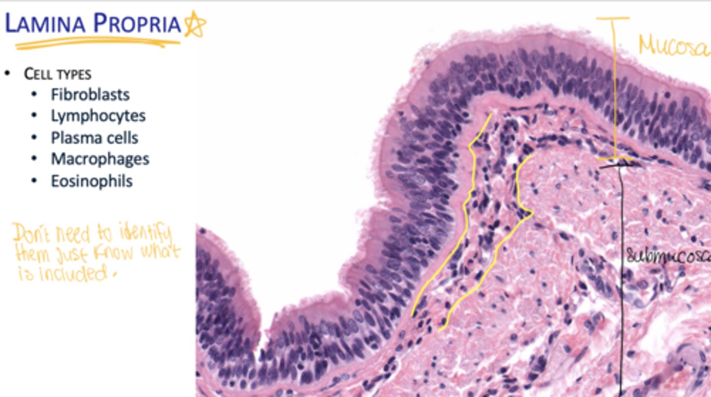 <p>Fibroblasts, lymphocytes, plasma cells, macrophages, eosinophils.</p>