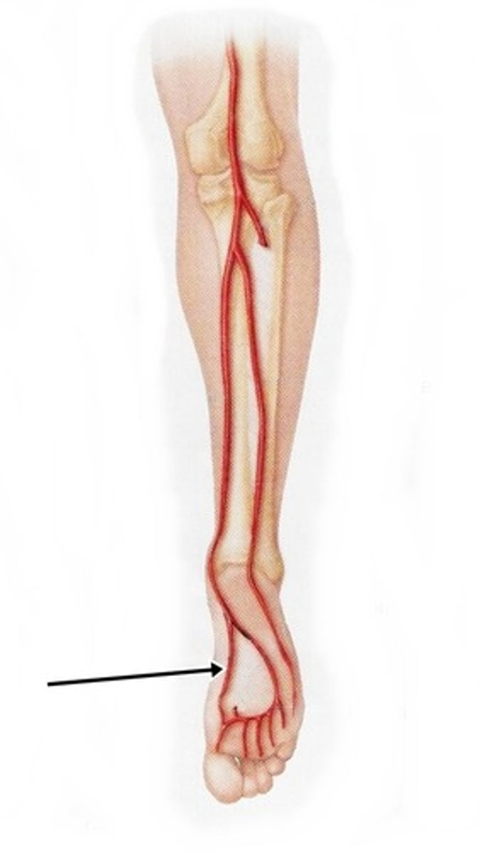 <p>Toe flexors</p>