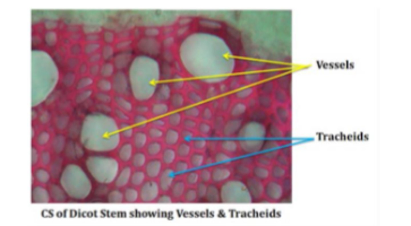 <p>vessel elements and tracheids and fibers</p>