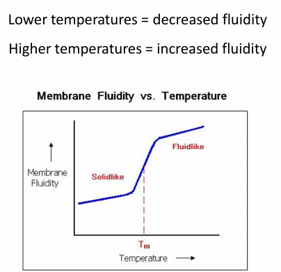 <ul><li><p>Low temp = dec fluidity </p></li><li><p>high temp = more fluid</p></li><li><p>Cells respond to temp by altering membrane makeup </p><ul><li><p>High temp = add cholesterol to dec fluidity&nbsp;</p></li></ul></li><li><p>Ex. Bacteria</p><ul><li><p>Respond to low temp by cleaving fatty acid chains from 18C to 16C</p></li><li><p>OR&nbsp;</p></li><li><p>They activate desaturase enzyme to introduce C=C</p></li></ul></li><li><p>Ex. Cold-tolerant plants</p><ul><li><p>Have greater % of unsaturated fatty acid chains in phospholipids to prep for lower temp&nbsp;</p></li></ul></li><li><p>Ex. Cold-blooded animals</p><ul><li><p>incorporate more cholesterol into membrane in response to cold&nbsp;</p></li></ul></li></ul><p></p>