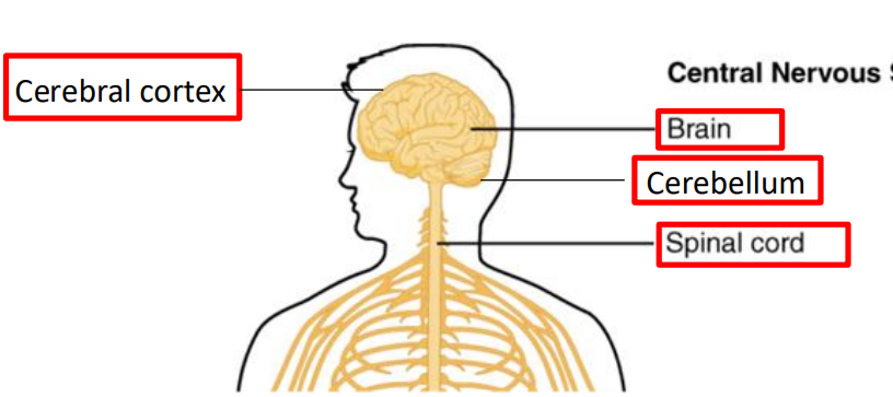 <p>front of the brain, like the parietal area</p>