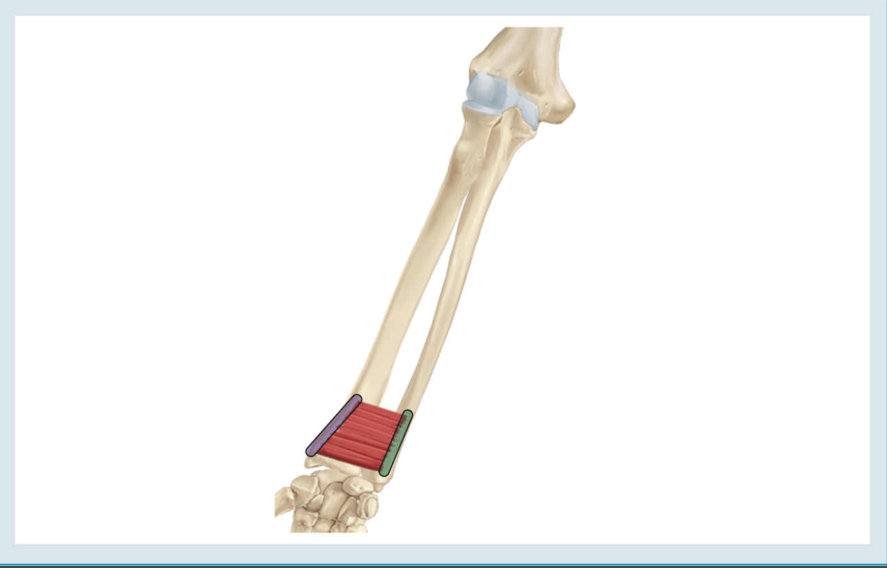 <p>Action : pronation </p><p>o : distal ¼ of anterior ulna </p><p>i : distal ¼ of anterior radius </p>