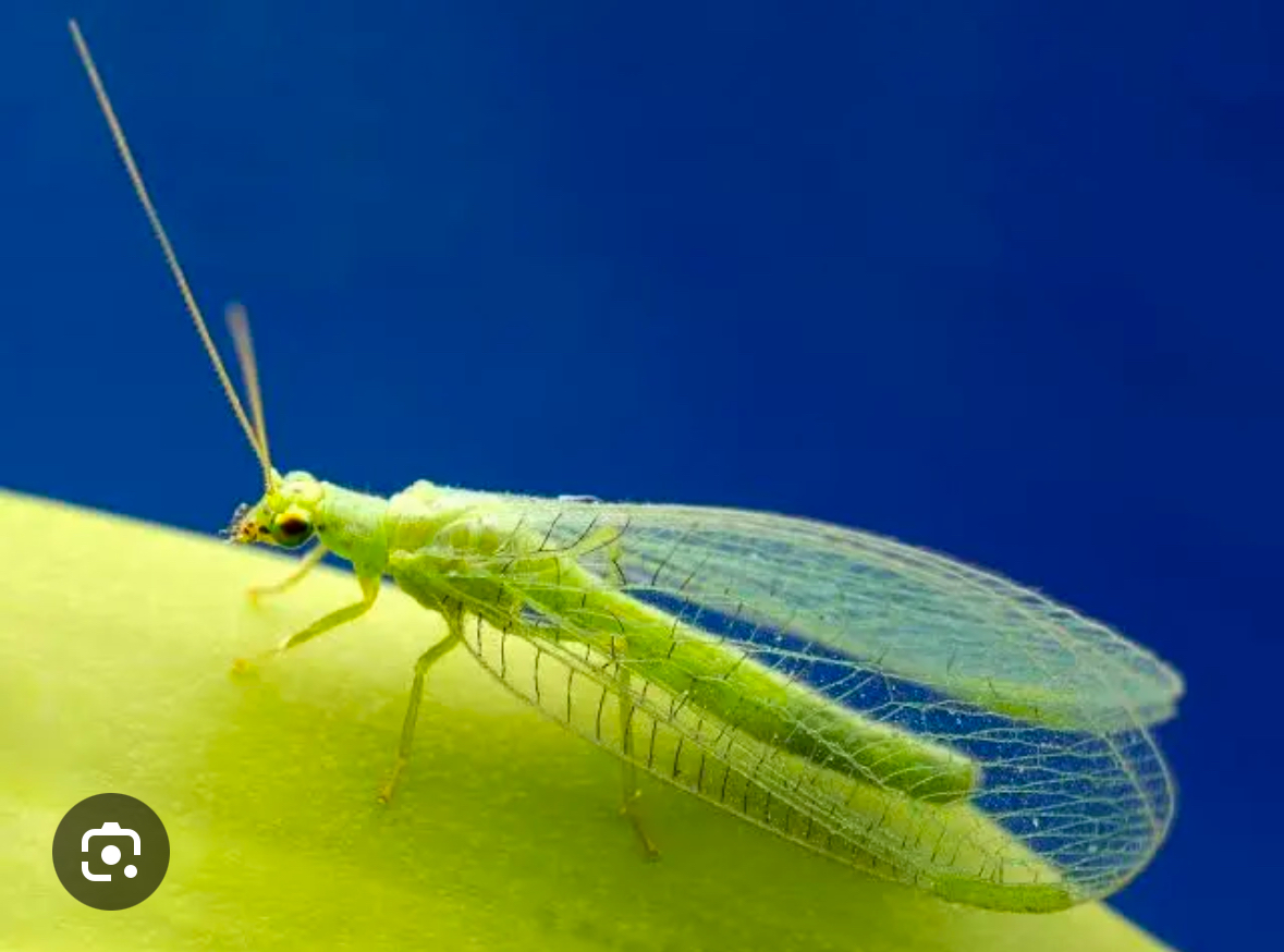 <p>4 ailes entièrement membraneuses et transparentes</p><p>Ailes peu nervurées</p><p>Réseau de nervures très dense sur les ailes</p><p>Corps généralement long et fin, antennes longues parfois en massue</p>