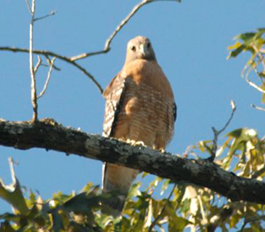 <p>Identify the species shown:&nbsp;</p>