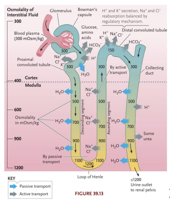 <ul><li><p>Found in vertebrates</p></li><li><p>Filters water and solutes from blood, reabsorbs water and solutes to produce concentrated urine</p></li></ul><p></p>