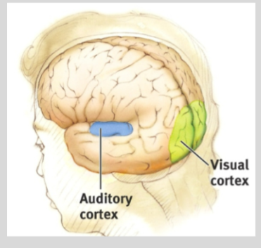 <p>visual processing. allows you to see and process stimuli + assign meaning to and remember visuals</p>