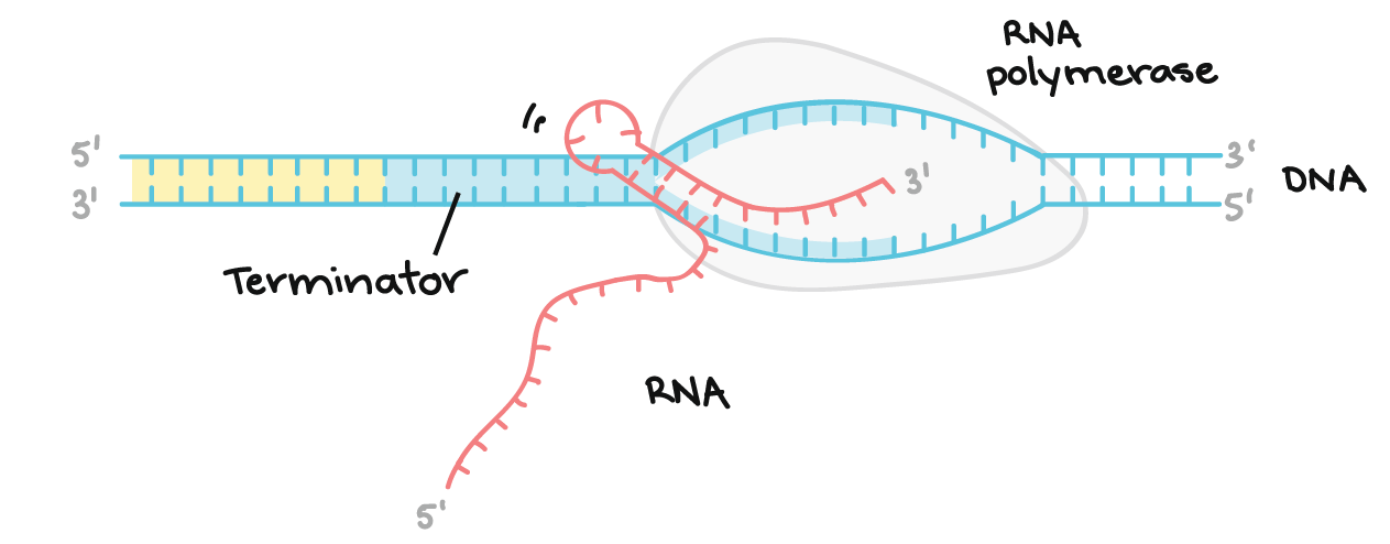 <p>Termination</p><ol><li><p>Once RNA polymerase reaches the termination site (particular base sequences) on the DNA, a mechanism occurs that detaches the transcript and DNA from RNAP</p></li></ol><p>RNA transcript is complementary to template strand and identical to coding strand (uracil base instead of thymine)</p><p>The mechanism in some genes causes the transcript to fold and form internal hydrogen bonds with itself, forming a hairpin loop. This loop causes the transcript to fall away from the DNA and RNAP. In other cases, a protein binds to specific sequences on the transcript and causes the RNA to detach from the DNA template</p><p></p>