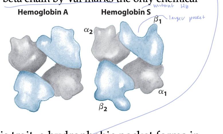 <ul><li><p>when the Glu residue at position 6 in the beta-chain is replaced by a Val</p></li><li><p>turns Hb A into Hb S, which is a mutant</p></li><li><p>this Hb S has a larger beta- 1 pocket on the Hb, which allows for the polymerization of many Hb molecules, which causes many lattices to form when the Val side chain of one deoxy Hb S interacts with the next deoxy Hb S</p></li><li><p>the Hb S don’t hold oxygen as well</p></li><li><p>these lattices form all sorts of shapes that cause RBCs to sickle, and they struggle to move through the blood stream, making you feel very sick</p></li><li><p>happens when someone with sickle cell anemia has an episode, and only becomes a problem when someone with the mutation is in a stressful situation</p></li></ul><p></p>