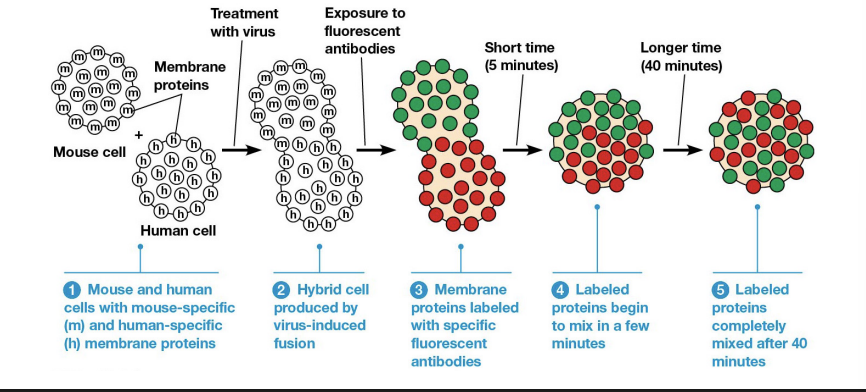 <ul><li><p>More variable than lipids in their ability to move freely within the membrane</p></li><li><p>Some constrained some can move freely</p></li><li><p>Cell fusion experiments proved mobility (David Frye and Michael Edidin).</p></li></ul><p></p>