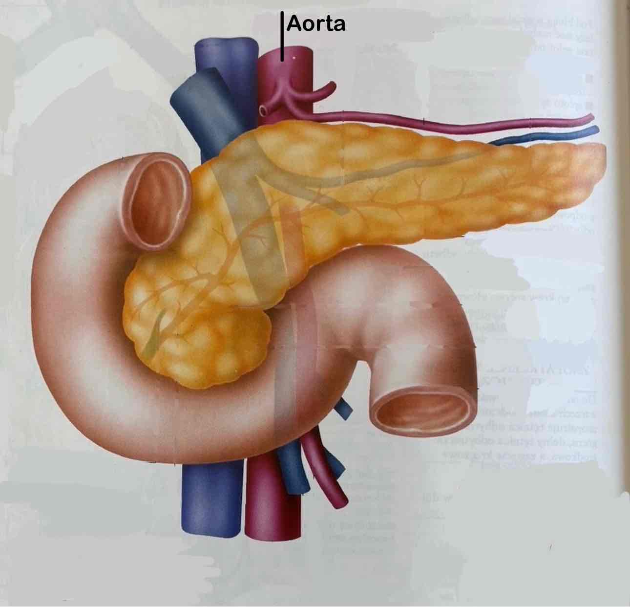 <p>Aorta</p>