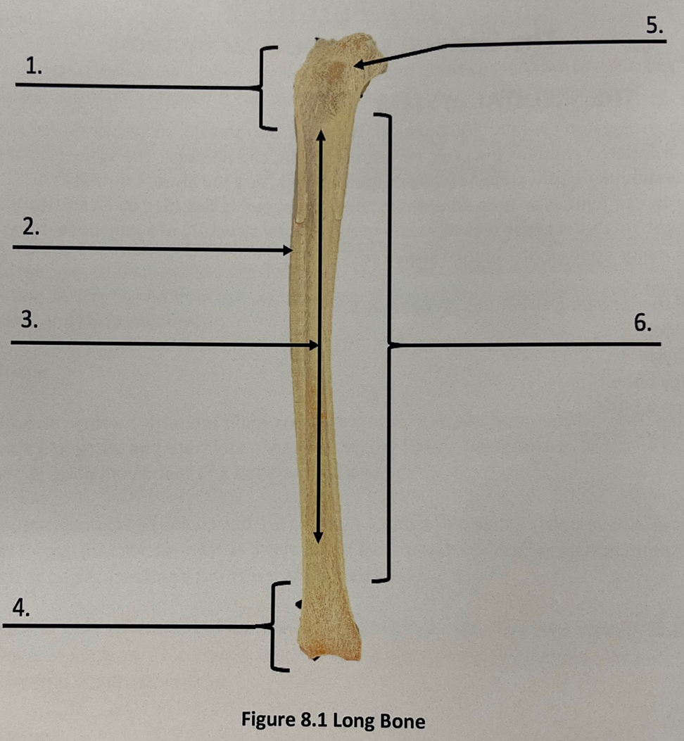 6. diaphysis