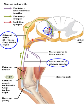 <p>Signals from Golgi tendon travel to spinal cord and have reverse reflex action than muscle spindle afferents</p><ul><li><p>Activates an interneuron that inhibits extensor motor neuron</p></li><li><p>Activates interneuron which activates antagonist flexor motor neuron</p></li></ul><p></p>