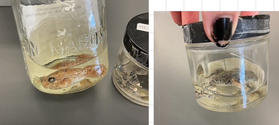 <p>Dryophytes versicolor</p><p>Gray tree frog</p><p>Not assessed</p><p>Family Hylidae</p><p>Tree Frog</p><p>For my reference: found on Manitoulin Island</p><p>Colour may vary depending on environment conditions but usually born, grey, and green</p><p>Toe pads are large</p><p>Dark strip runs from behind the eye to the front leg</p><p>Found in trees and shrubs</p><p>Inside legs are orange</p>