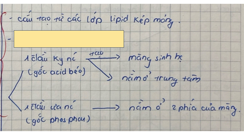<p>Cấu hình phospholipid thuộc lipid</p>