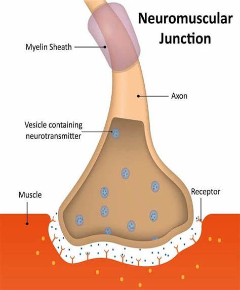 <p>A chemical synapse from a motor neuron to a skeletal muscle fibre.</p>