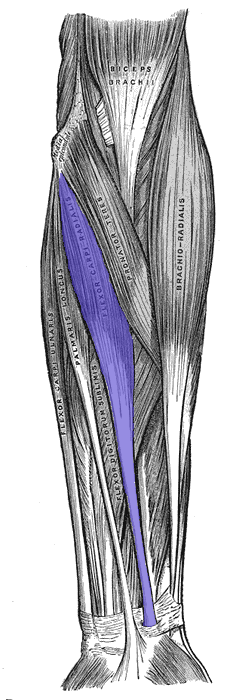 <p>Flexor Carpi Radialis </p>