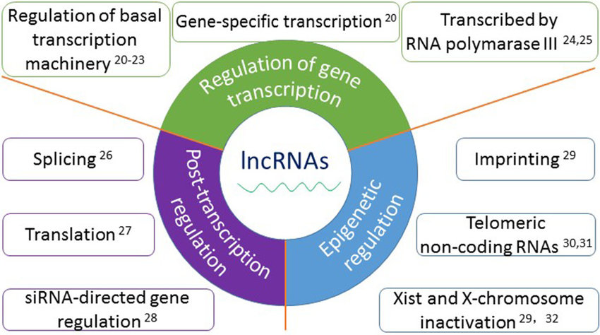 long non-coding RNAs