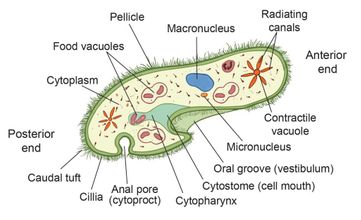 Paramecium