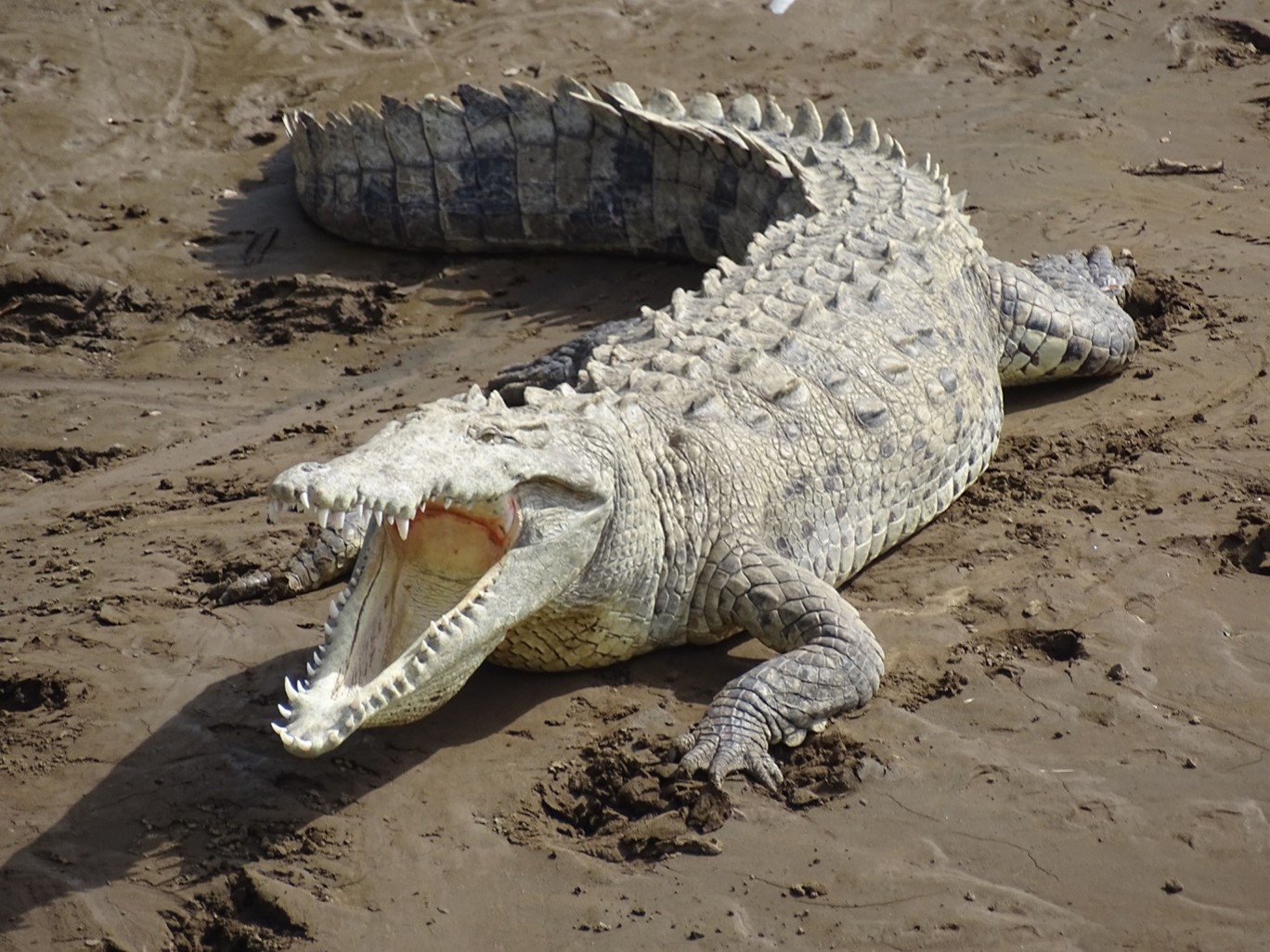 Crocodylus acutus