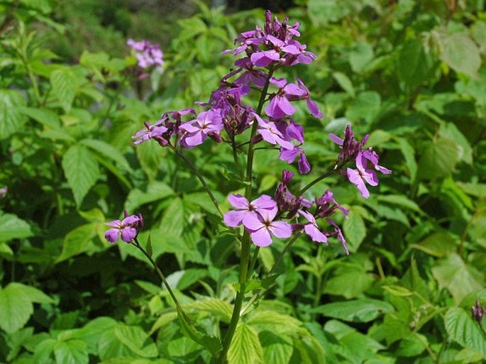 <p><em>Brassicaceae</em> - brukvovité</p><p><em>Hesperis matronalis -</em> večernice vonná</p>