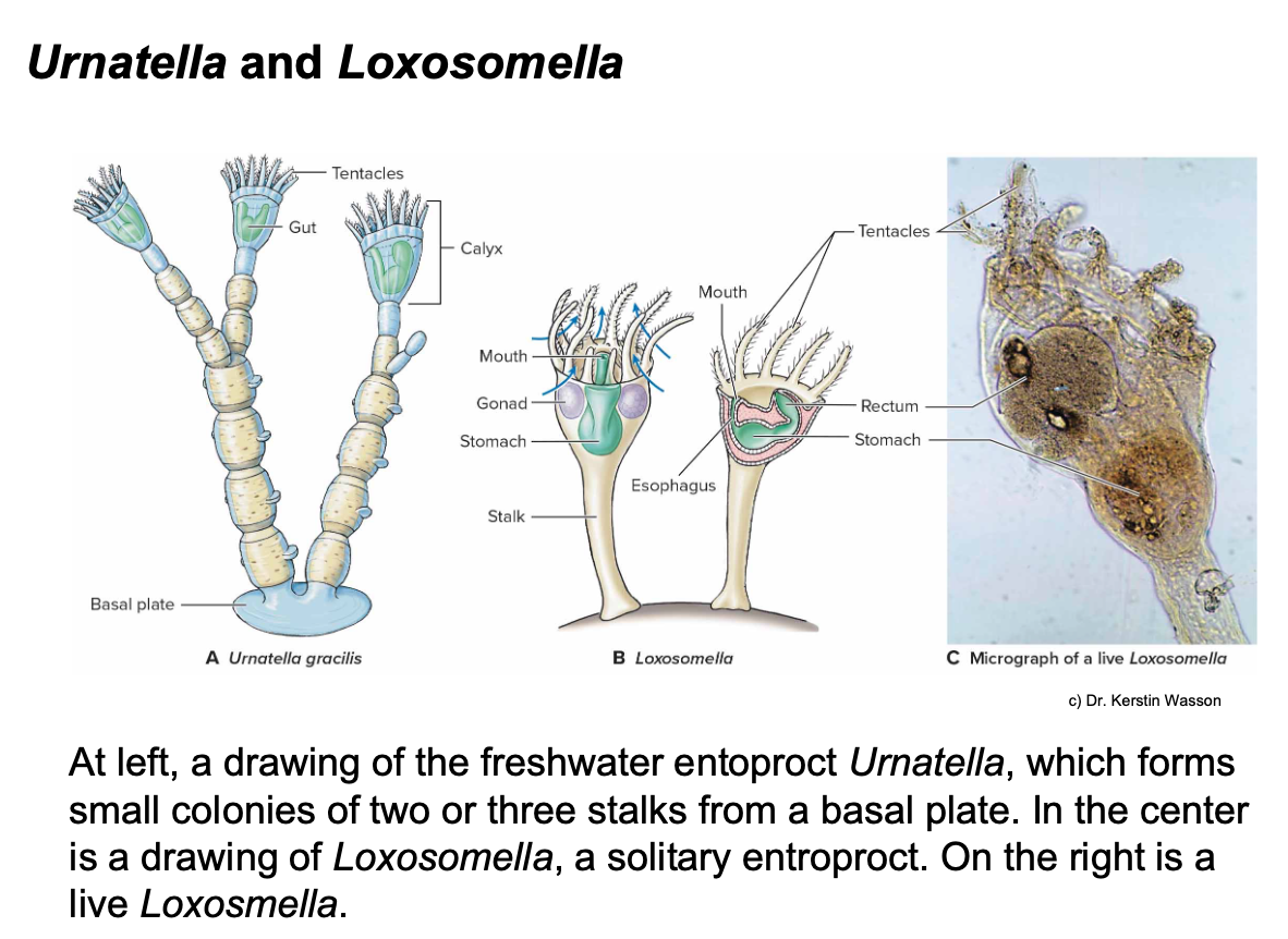 <p>- Also called bryozoans or moss animals - Both fresh and marine - Colony builders that encrust firm surfaces (shells, bottoms of ships, pipes) - Have muscles that pull lophophore in - Have an operculum like mollusks - Have a Zooid and Cystid - Use tentacles to feed - Mostly hermaphroditic - Don&apos;t have organs</p>