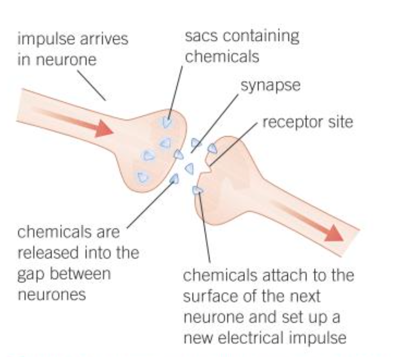<ol><li><p>EI arrives at the end of the axon on the neuron</p></li><li><p>Chemicals released from vesicles</p></li><li><p>Diffuse across synaptic gap</p></li><li><p>Chemicals attatch to surface of next neurone + set up new EI</p></li></ol>