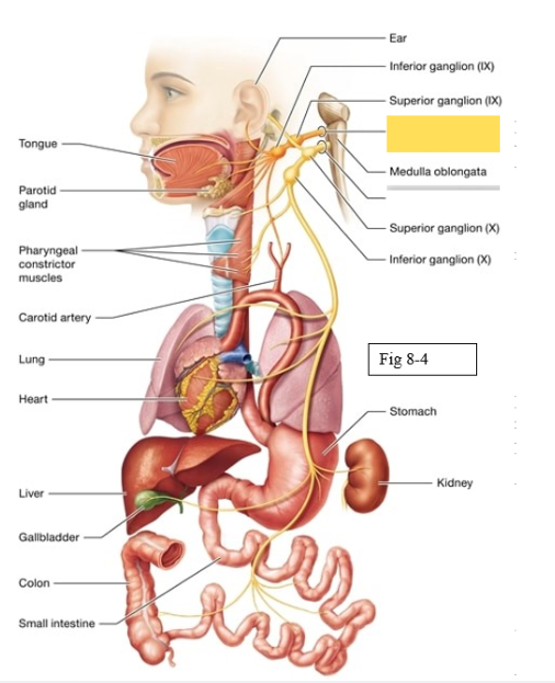 <p><span style="background-color: transparent; font-family: &quot;Times New Roman&quot;, serif;"><span>Detects sensation on ⅓ of tongue, innervate external ear; responsible for swallowing, trigger salivation from parotid gland (salivation in cheeks from salty or acidic foods such as pickles or lemons</span></span></p>